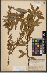 Foto von Salix triandra subsp. amygdalina (L.) Schübl. & G. Martens